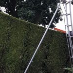 Hedge Cutting Forest Farm Tree Services