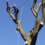 Tree Felling - Forest farm Tree Services