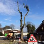 Forest Farm Tree Services - Tree Felling