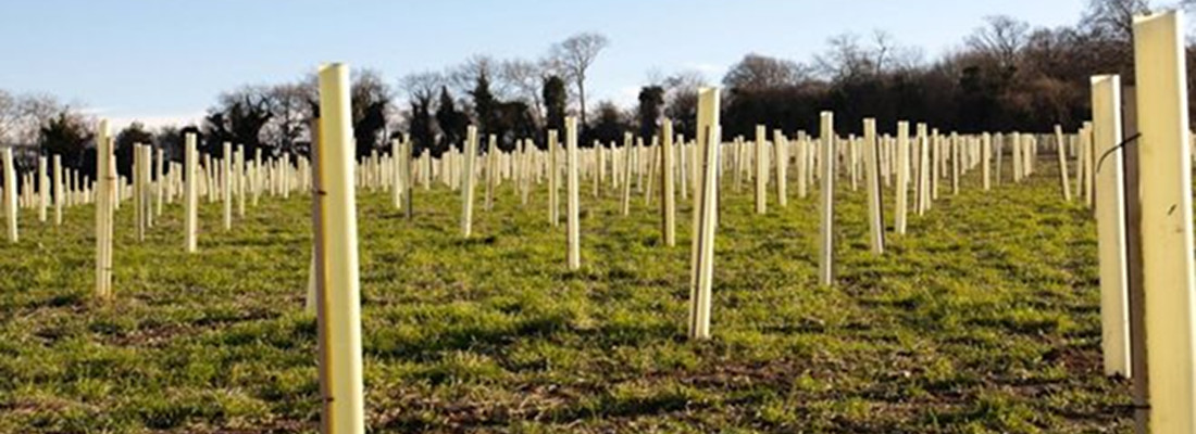 Tree Planting Forest Farm Tree Services