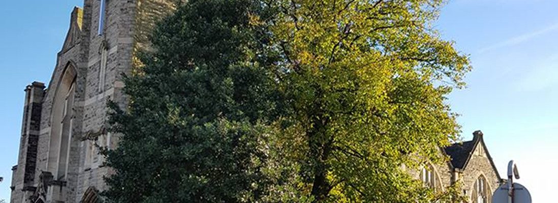 Forest Farm Tree Services Pruning