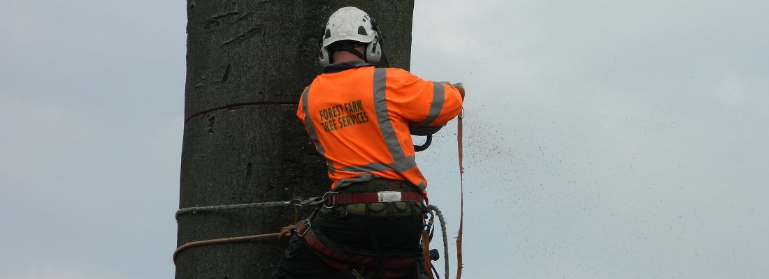 Tree Felling - Forest farm Tree Services