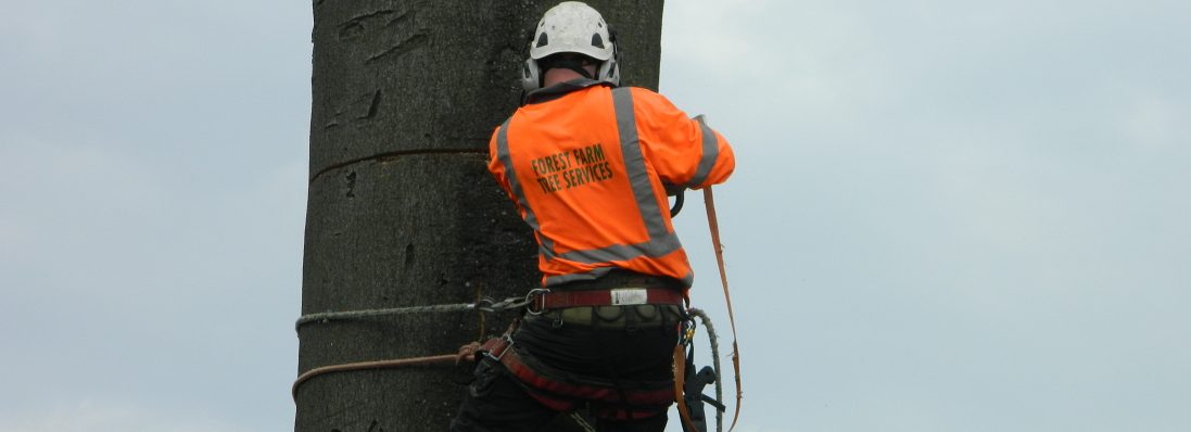 Forest Farm Tree Services