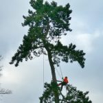 Forest Farm Tree Services - Tree Felling