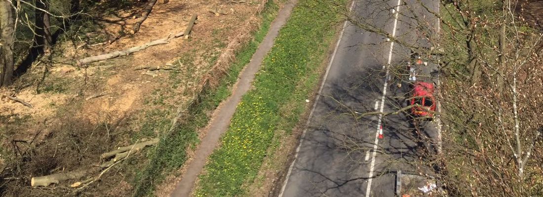 Forest Farm Tree Service Site Clearance