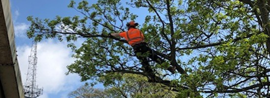 Forest Farme Tree Services Pruning