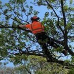 Forest Farme Tree Services Pruning