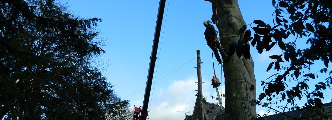 Forest Farm Tree Services