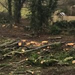 Forest Farm Tree Service Site Clearance