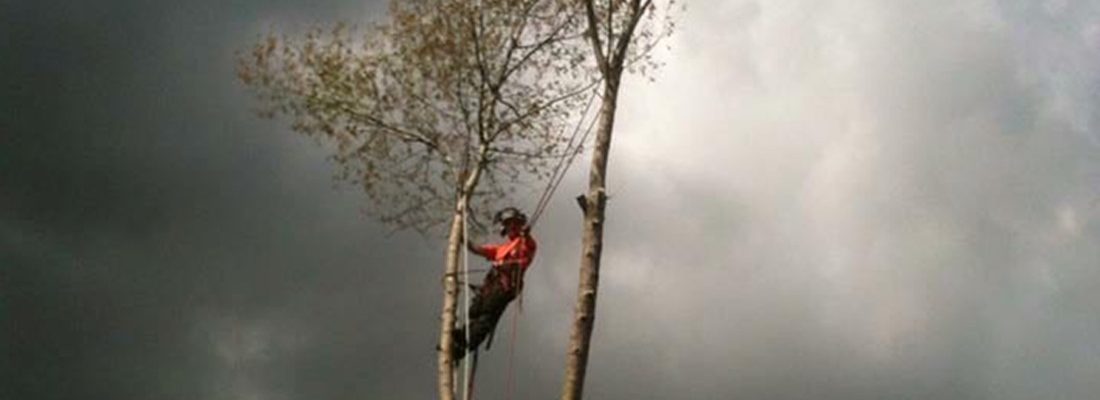 Pollarding - Forest Farm Tree Services