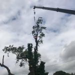 Forest Farm Tree Services - Tree Felling