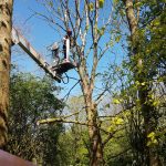 Forest Farm Tree Services - Tree Felling