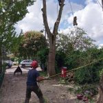 Forest Farm Tree Services - Tree Felling