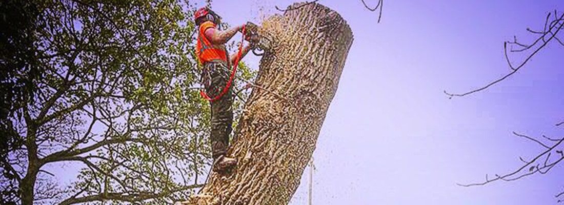 Tree Felling - Forest farm Tree Services