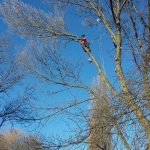 Forest Farm Tree Services - Tree Felling