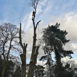 Forest Farm Tree Services - Tree Felling