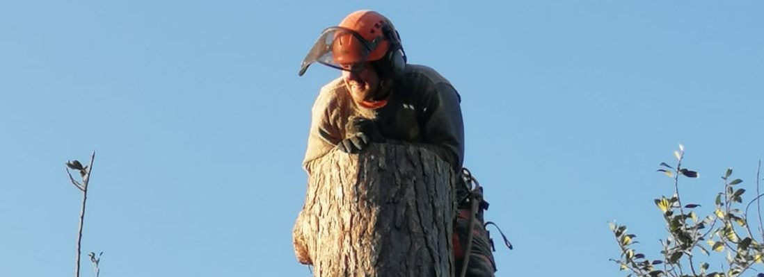 Forest Farm Tree Services