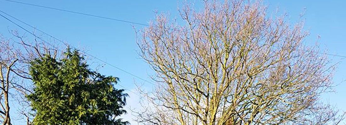 Forest Farm Tree Services Pruning