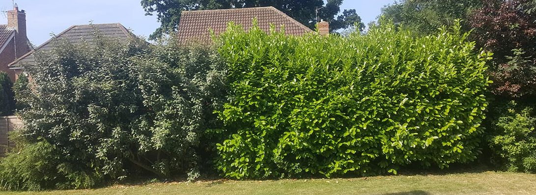 Hedge Cutting Forest Farm Tree Services