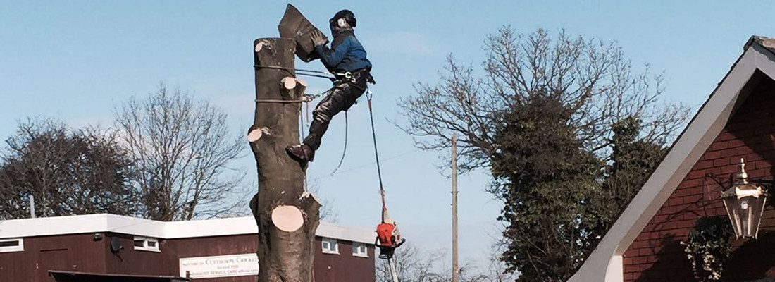 Tree Felling - Forest farm Tree Services