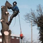 Tree Felling - Forest farm Tree Services