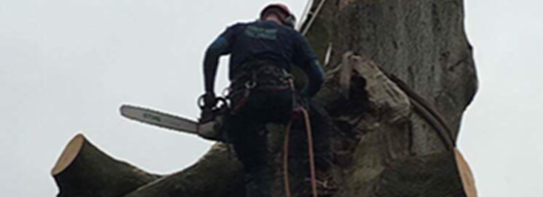 Tree Felling - Forest farm Tree Services