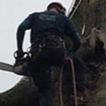 Tree Felling - Forest farm Tree Services