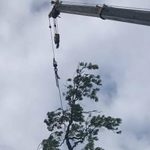 Forest Farm Tree Services