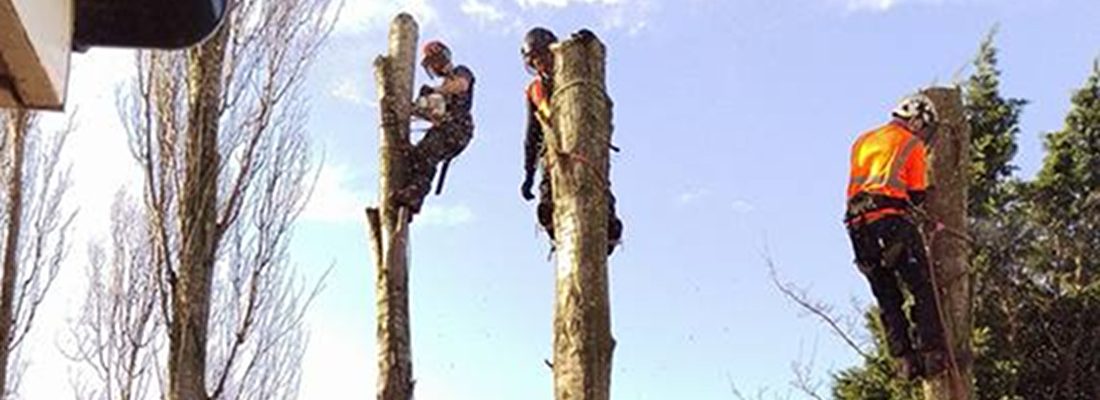 Forest Farm Tree Service Site Clearance