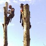 Forest Farm Tree Service Site Clearance