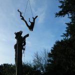 Forest Farm Tree Services - Tree Felling