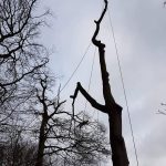 Forest Farm Tree Services - Tree Felling