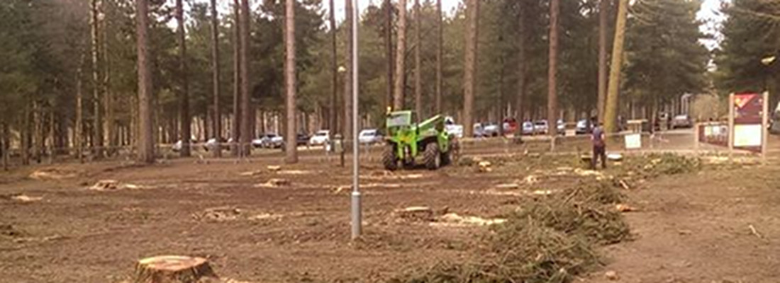 Forest Farm Tree Service Site Clearance